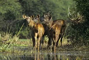 Sambar Prints: Sambar Deer - herd in wetland. India