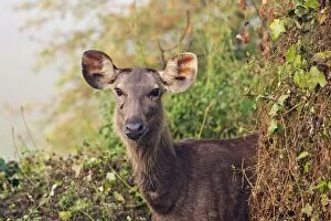 Images Dated 16th November 2008: Sambar Deer - Keoladeo National Park, Rajasthan, India
