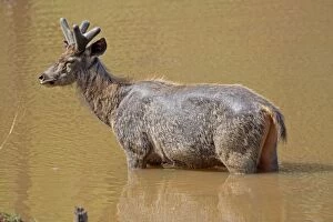 Sambar Deer male in velvet in a pond