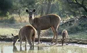 Sambar Deer - & Spotted Deer (Axis axis) at water hole