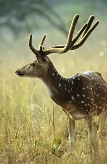 Sambar Prints: Sambar Deer - stag with antler covered in velvet. India
