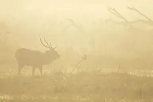 Sambar Deer - stag in mist - Keoladeo Ghana National Park Bharatpur - Rajasthan - India MA001885