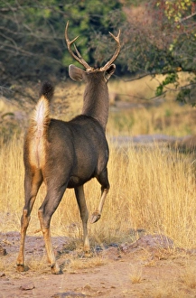 Images Dated 7th May 2008: Sambar Deer - stag signaling danger with foot stamp (alarm signal). Ranthambhor National Park, India