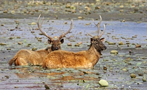 Images Dated 17th March 2007: Sambar Deer - Stags in lake Rajbagh, Ranthambhor National Park, India