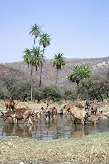 Sambar Deer - at water hole