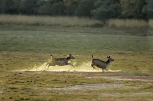Sambar Prints: Sambar Deers running through water after alarm call, Ranthambhor National Park, India