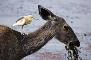Images Dated 4th June 2007: Sambar with Indian Pond Heron (ardeola grayii) sat on neck Ranthambhore National Park, Rajasthan