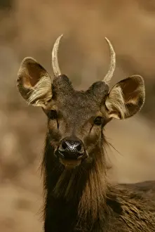 Sambar Prints: Sambar JPF16598