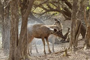 Sambar - Shaking water off after emerging from feeding in deep pool