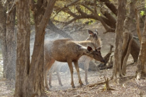 Sambar - Shaking water off after emerging from feeding in deep pool Sambar - Shaking water off after emerging from feeding in deep pool