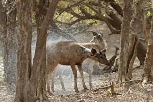 Sambar Prints: Sambar - Shaking water off after emerging from feeding in deep pool - Ranthambhore