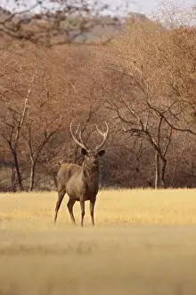 Sambar Prints: Sambar Stag in the dry grassland, Ranthambhor National Park, India