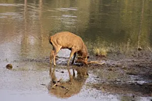 Sambar Prints: Sambar Stag mud-wallowing, Ranthambhor National Park, India