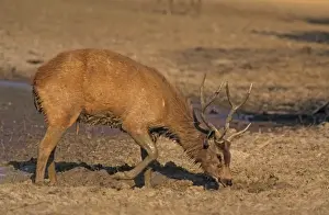 Sambar Stag - Mud-wallowing, Ranthambhor National Park, India