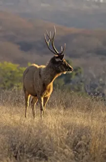 Sambar Prints: Sambar Stag, Ranthambhor National Park, India