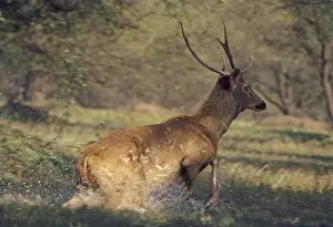 Sambar Prints: Sambar Stag runing through the wetland, Keoladeo National Park, India