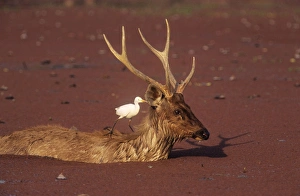 Sambar Stag - in water with Cattle egret (Bubulcus ibis) on back Sambar Stag - in water with Cattle egret (Bubulcus ibis) on back