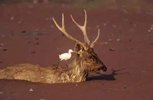 Sambar Prints: Sambar Stag - in water with Cattle egret (Bubulcus ibis) on back Ranthambhor National Park