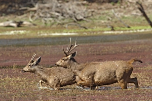 Images Dated 23rd March 2007: Sambar Stags - walking through water Ranthambhor National Park, India