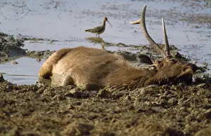 Sambar Prints: Sambar - wallowing Ranthambhore National Park, Rajasthan, India