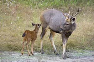 Sambar - very young fawn smelling male