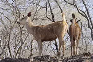 Ranthambhor Prints: Sambars - alert on hilltop. Ranthambhor National Park, India