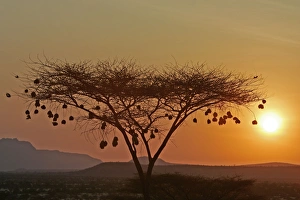 Images Dated 14th August 2004: Samburu