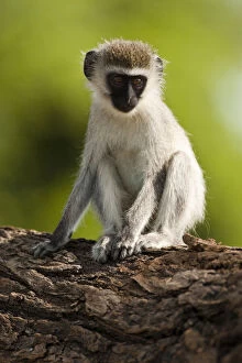Samburu Gallery: Samburu Game Reserve, Kenya, Vervet Monkey