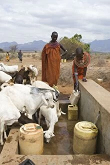 Images Dated 20th July 2008: Samburu women and goats - at Namunyak Conservancy