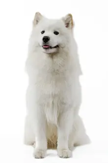 Samoyed