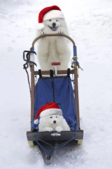 Samoyeds Gallery: Samoyed, adult pushing puppy in sledge with Christmas hats Date: 28-Mar-18