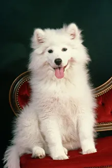 Samoyed Dog