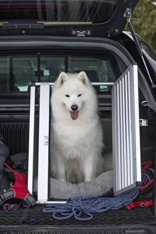 Samoyed dog in car cage
