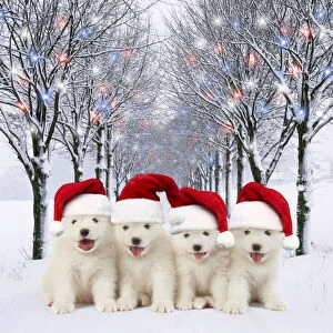 Samoyed Dog, puppies wearing Christmas hats in