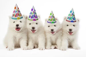 Samoyeds Gallery: Samoyed Dog, puppies wearing Happy Birthday party hats