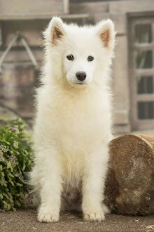 Samoyeds Gallery: Samoyed Dog, puppy