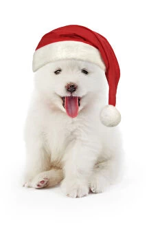 Samoyed Gallery: Samoyed Dog, puppy 5 weeks old wearing Christmas hat