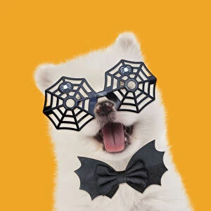 Samoyed Dog, puppy 5 weeks old wearing Halloween