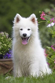 New Images March 2018 Gallery: Samoyed Dog, puppy in garden