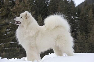 Samoyed dog in winter snow