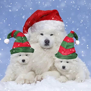 Falling Gallery: Samoyed Dogs, wearing Christmas and Elf hats. Digital