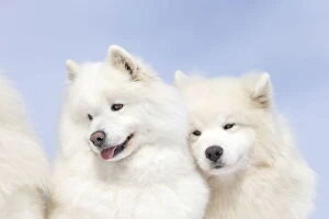 Samoyed dogs in winter snow