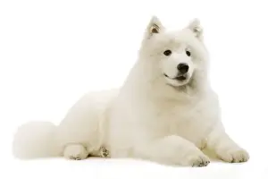 Samoyed - lying down