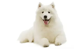 Happy Prints: Samoyed - lying down