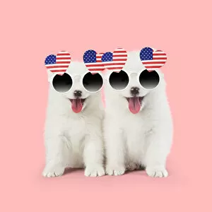 Samoyeds Gallery: Samoyed puppies, mouths open on pink wearing heart shaped American flag glasses Date: 31-Jan-18