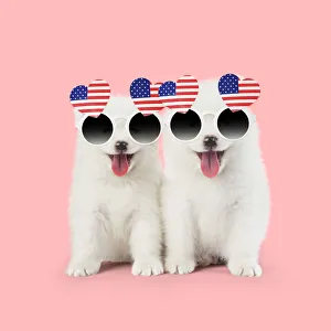 Images Dated 3rd February 2020: Samoyed puppies, mouths open on pink wearing heart shaped American flag glasses Date: 31-Jan-18