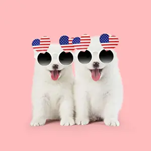Flag Prints: Samoyed puppies, mouths open on pink wearing heart shaped American flag glasses