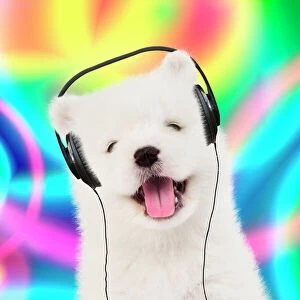 Samoyed puppy dog wearing headphones & psychedelic background