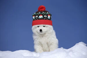 Images Dated 4th August 2020: Samoyed puppy wearing a winter hat