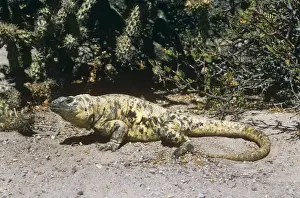 San Esteban Island Chuckwalla - on rock